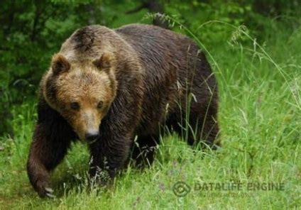мечка мазнина се използва при остеохондроза